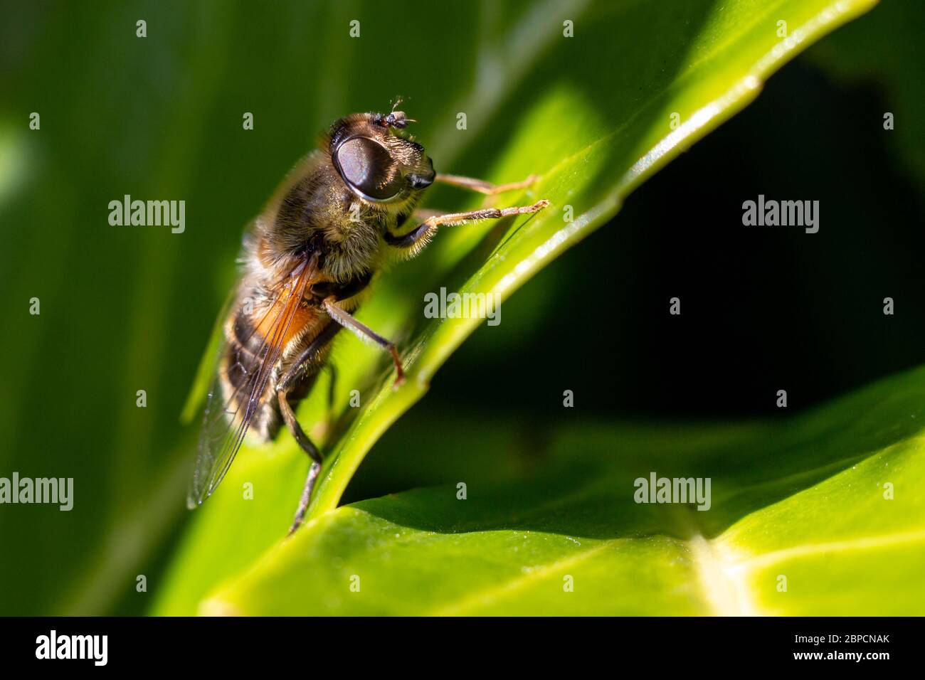 Einheimische irische Honigbiene auf einem grünen Blatt im Sonnenlicht Stockfoto