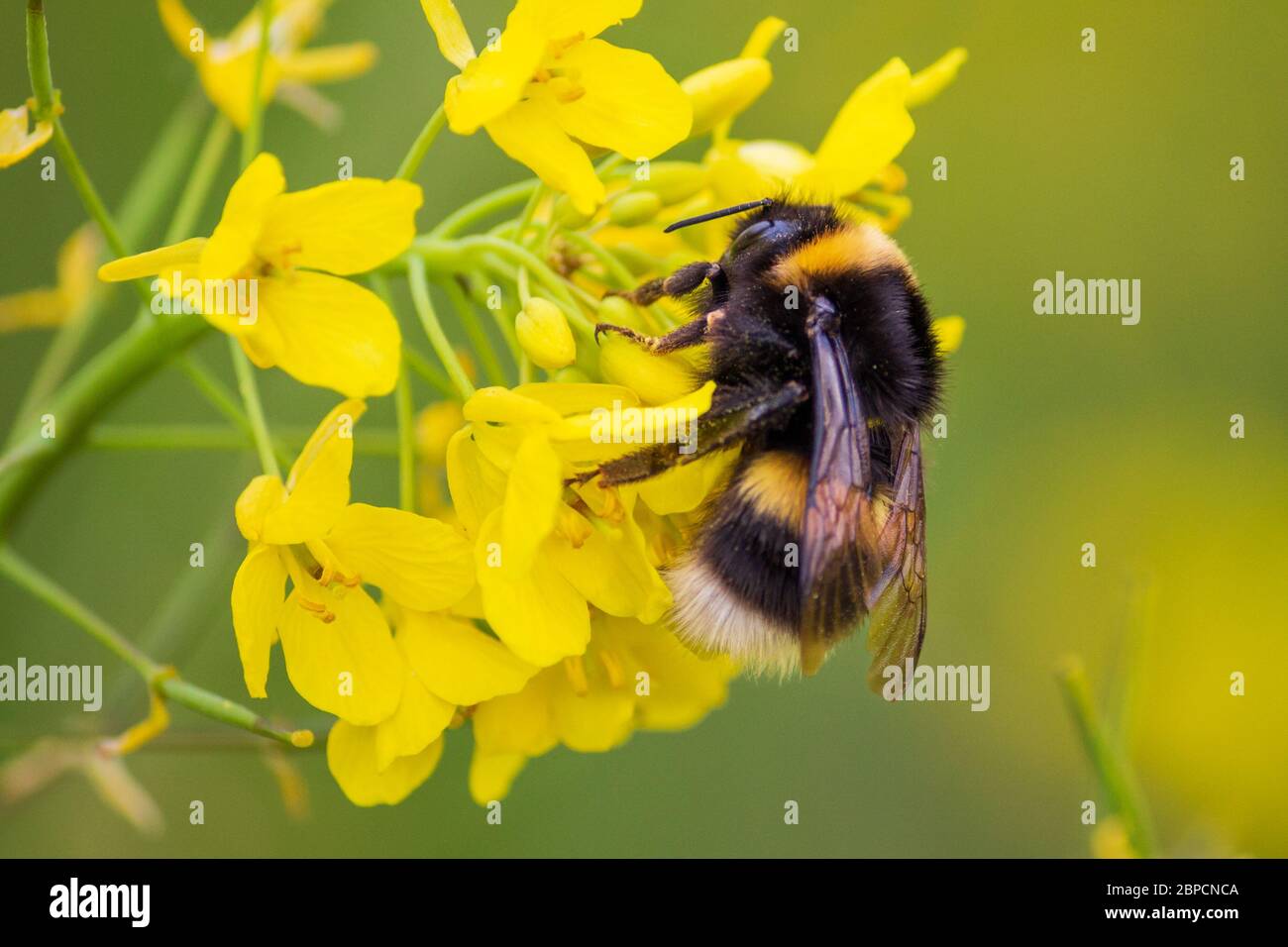 Hummel auf Wild Yellow Rocket Flowers im Frühling Stockfoto