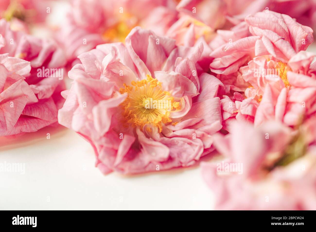 Frisch gepflückte Blüten von biologisch angebauten Damaszenrosen (Rosa damascena) Stockfoto