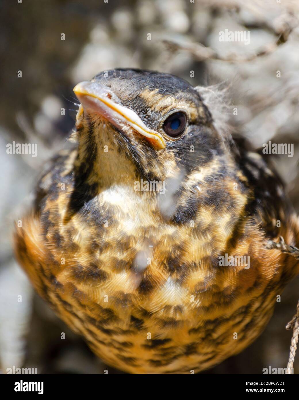 Eine Nahaufnahme eines jungen amerikanischen Rotbrauens. Er versteckt sich unter Ästen, seit er das Nest vorzeitig verlässt. Stockfoto