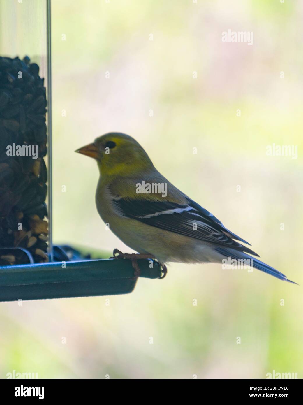 Weiblicher Goldfink an einem Hinterhof Futterhäuschen sitzt, der Vogelsamen isst. Hintergrund verschwommen. Stockfoto