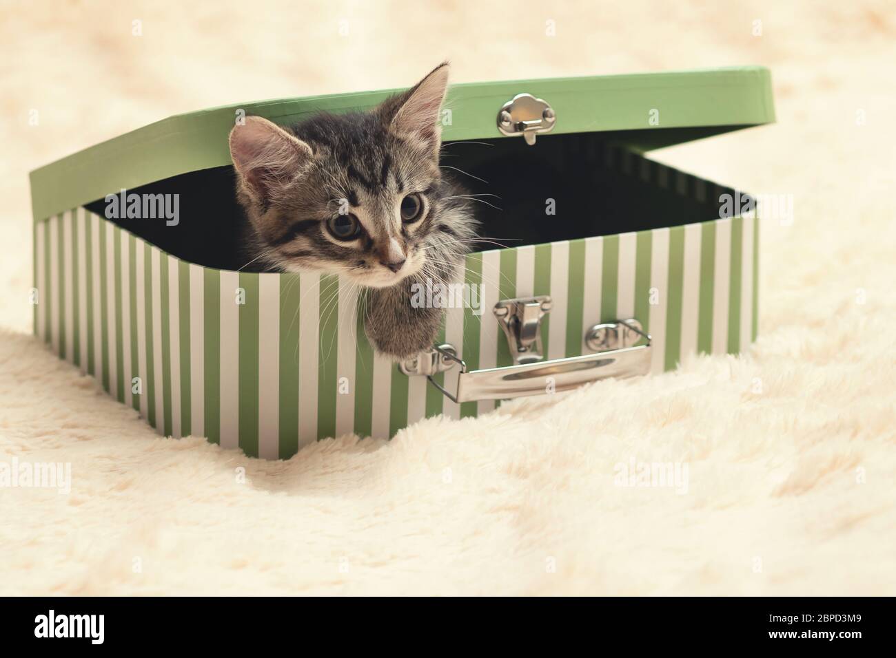 Niedliche tabby Kätzchen gucken aus einem Geschenk-Box in Die Form eines kleinen Koffers Stockfoto