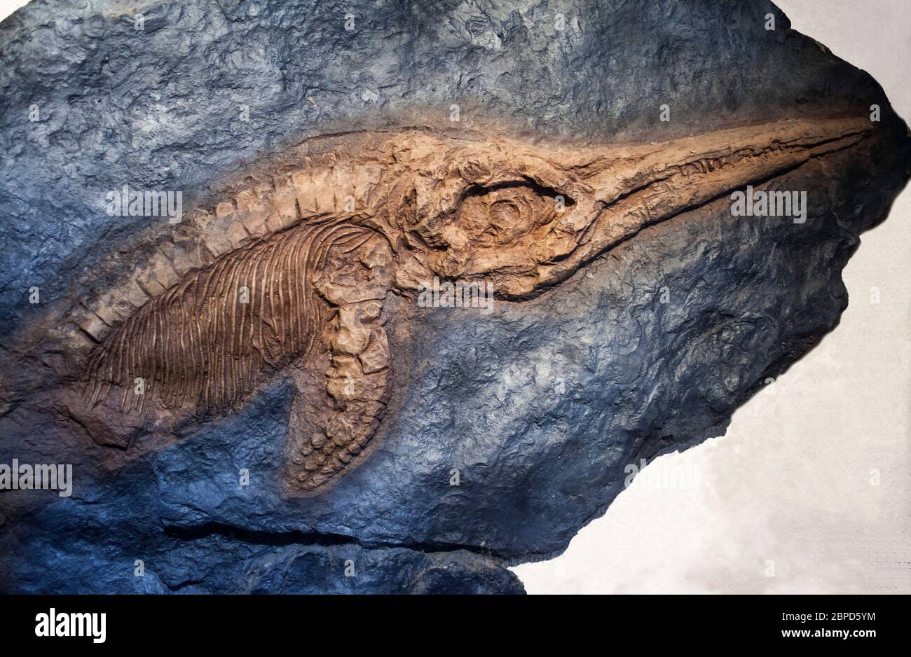 Prähistorische fossile Fische Stockfoto