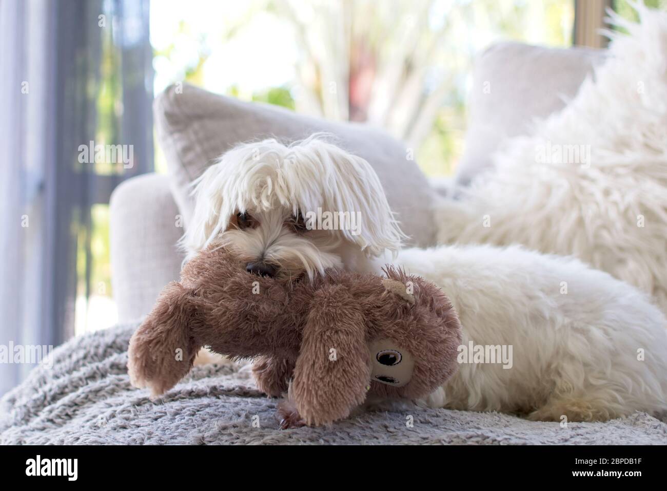 Flauschige maltesische Hund spielen mit Spielzeug. Stockfoto