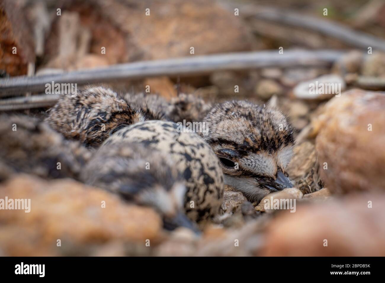 Nahaufnahme eines hinreißend flauschigen Küken in einem killdeer Nest aus Kieselsteinen und Trümmern voller Babys und einem weiteren ungeschlüpften Ei. Stockfoto