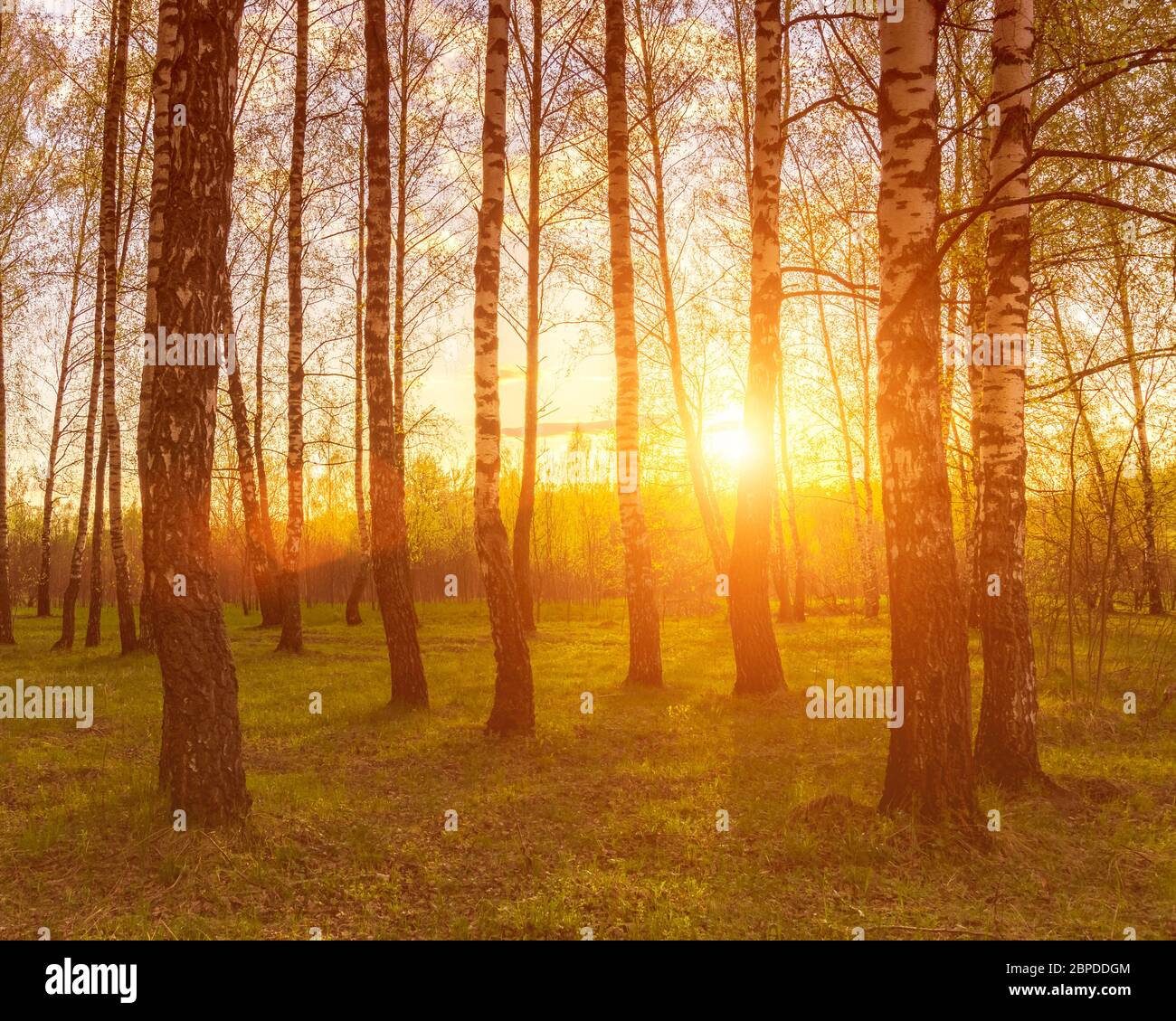 Sonnenuntergang oder Sonnenaufgang in einem Birkenwald mit hellen jungen Laub glüht in den Strahlen der Sonne und Schatten von Bäumen. Stockfoto