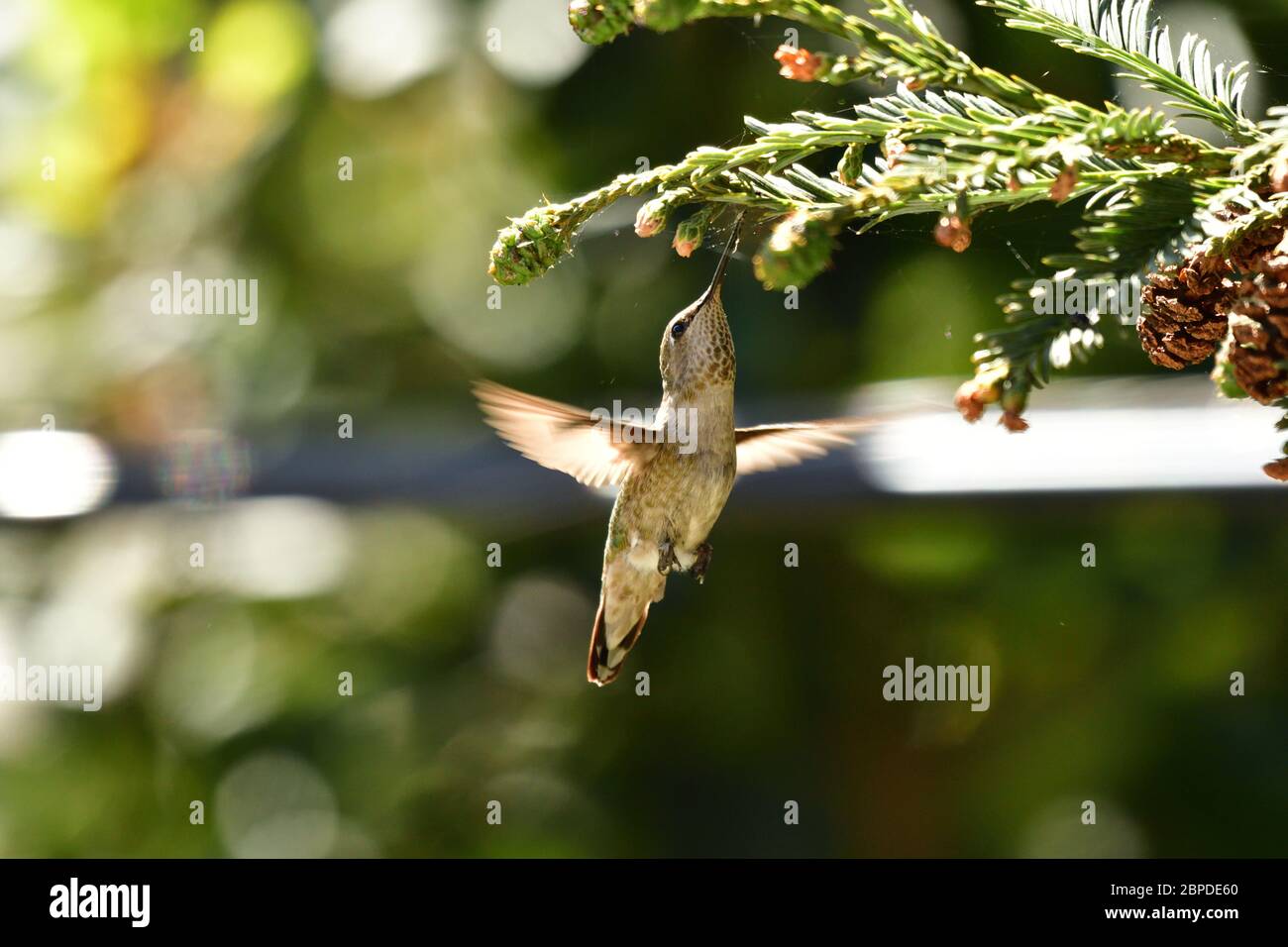 Annas Kolibri sammelt Cob Web für Nest Stockfoto