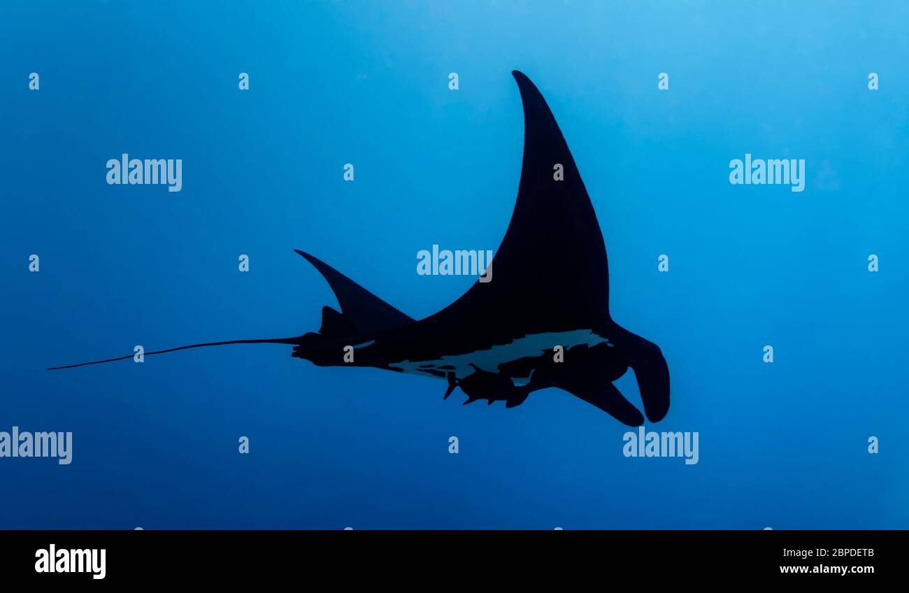 Unterwasser-Tiefwinkelansicht von melanistischen (schwarzen) riesigen ozeanischen Manta (Mobula birostris), Remora und Black Jack Schwimmen im Pazifischen Ozean, Farbe Stockfoto