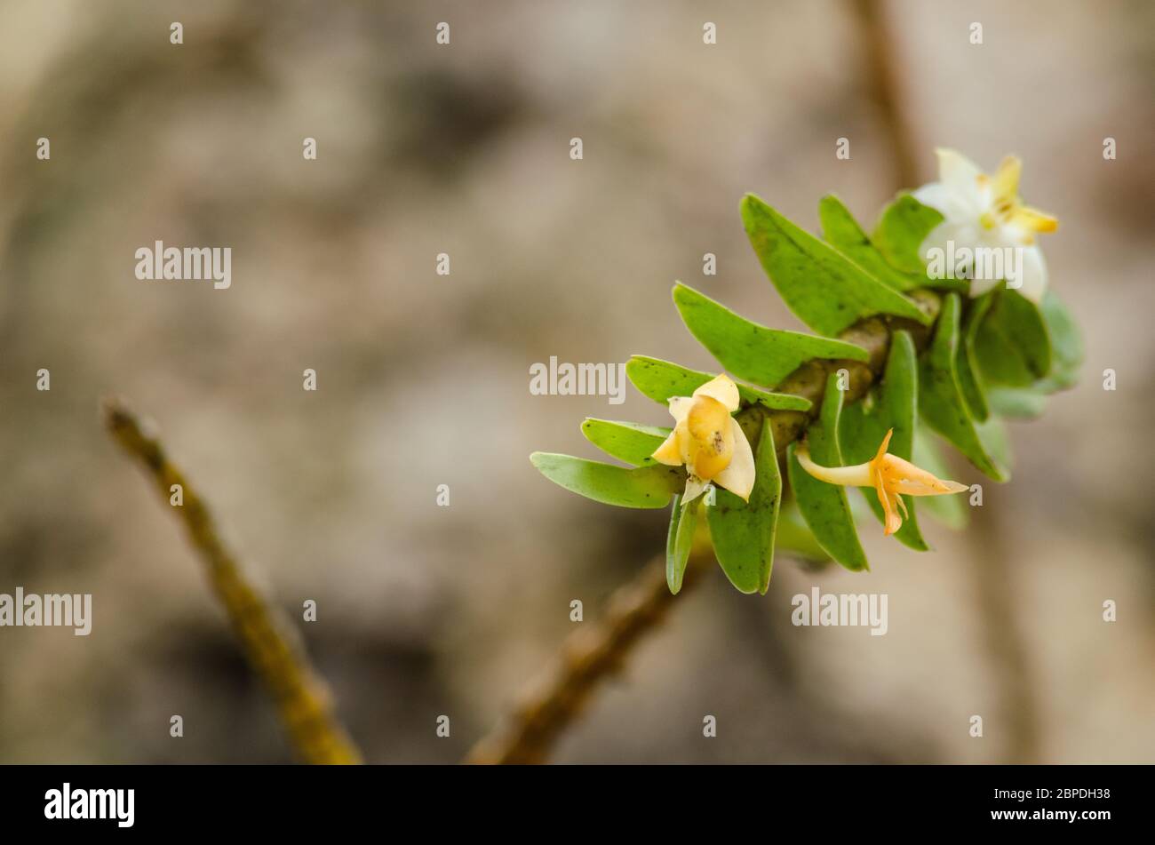 Dendrobium ellipsophyllum wächst bei warmen bis heißen Temperaturen mit vollem Sonnenlicht. Wachsen Sie in einer gut Drain Mischung von sphagnum Moos oder mittlerer Tannenrinde.Found i Stockfoto Dendrobium ellipsophyllum wächst bei warmen bis heißen Temperaturen mit vollem Sonnenlicht. Wachsen Sie in einer gut Drain Mischung von sphagnum Moos oder mittlerer Tannenrinde.Found i Stockfoto