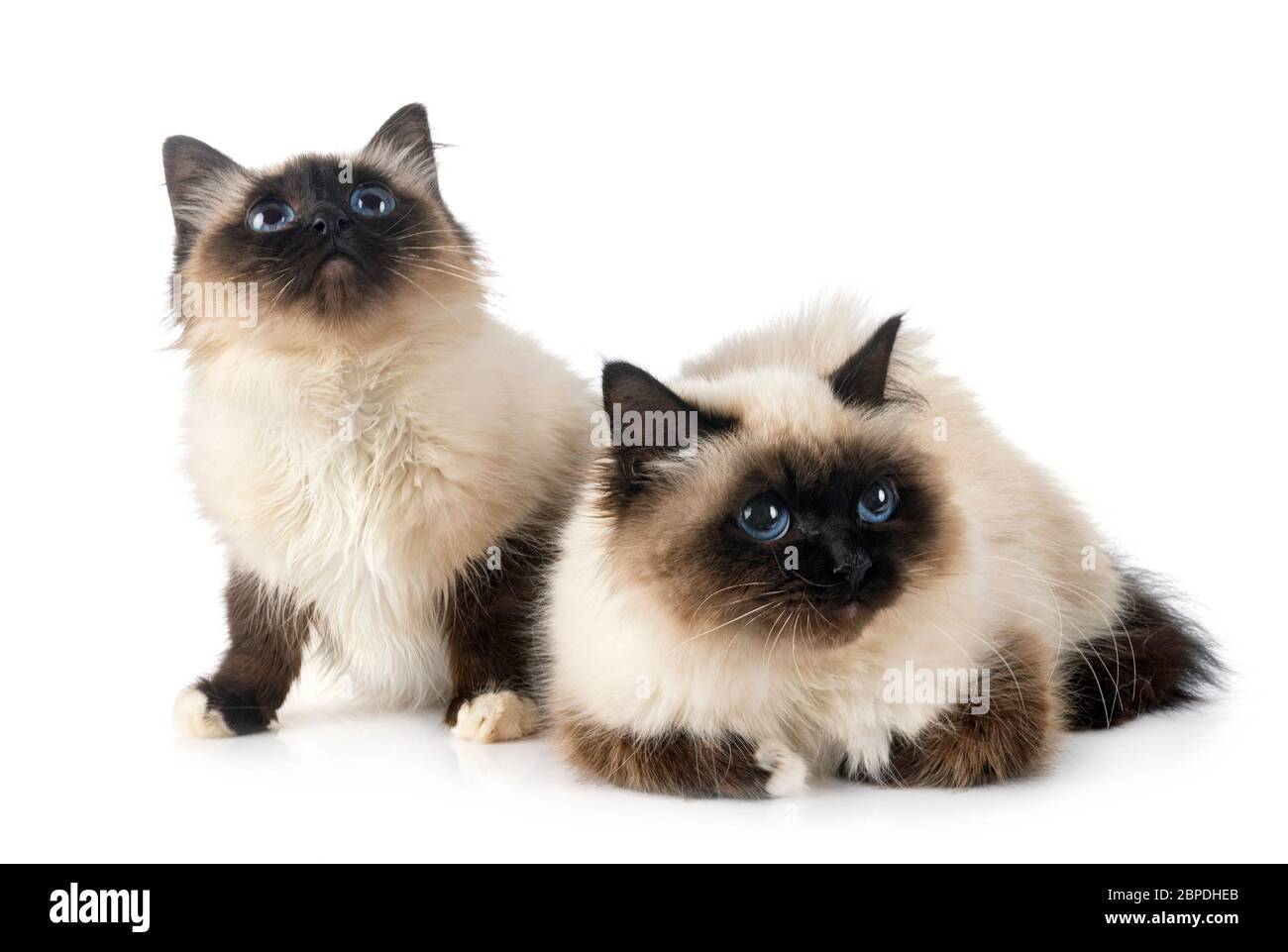 birman Katzen vor weißem Hintergrund Stockfoto
