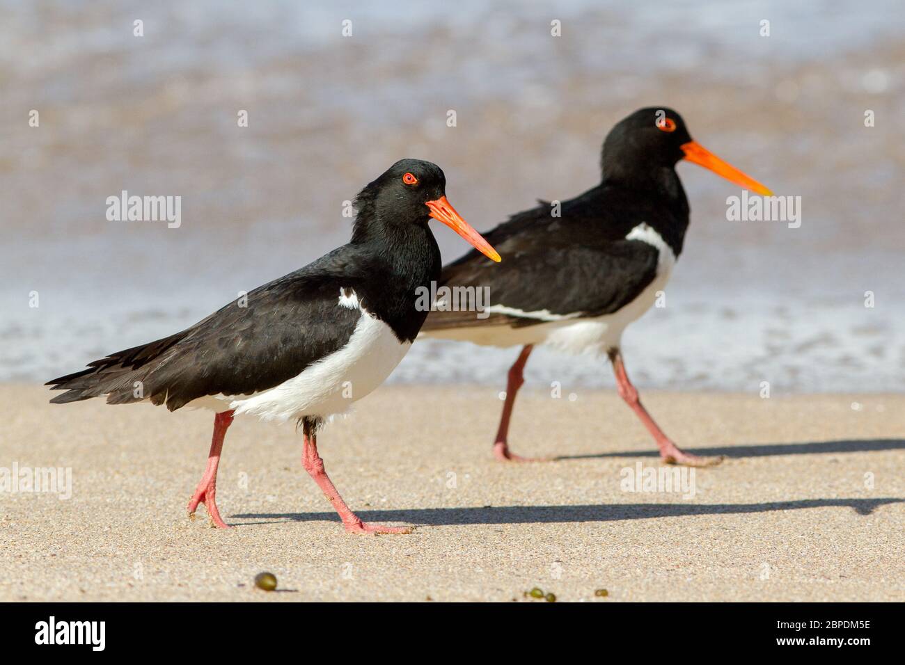 Austernfänger am Strand Stockfoto