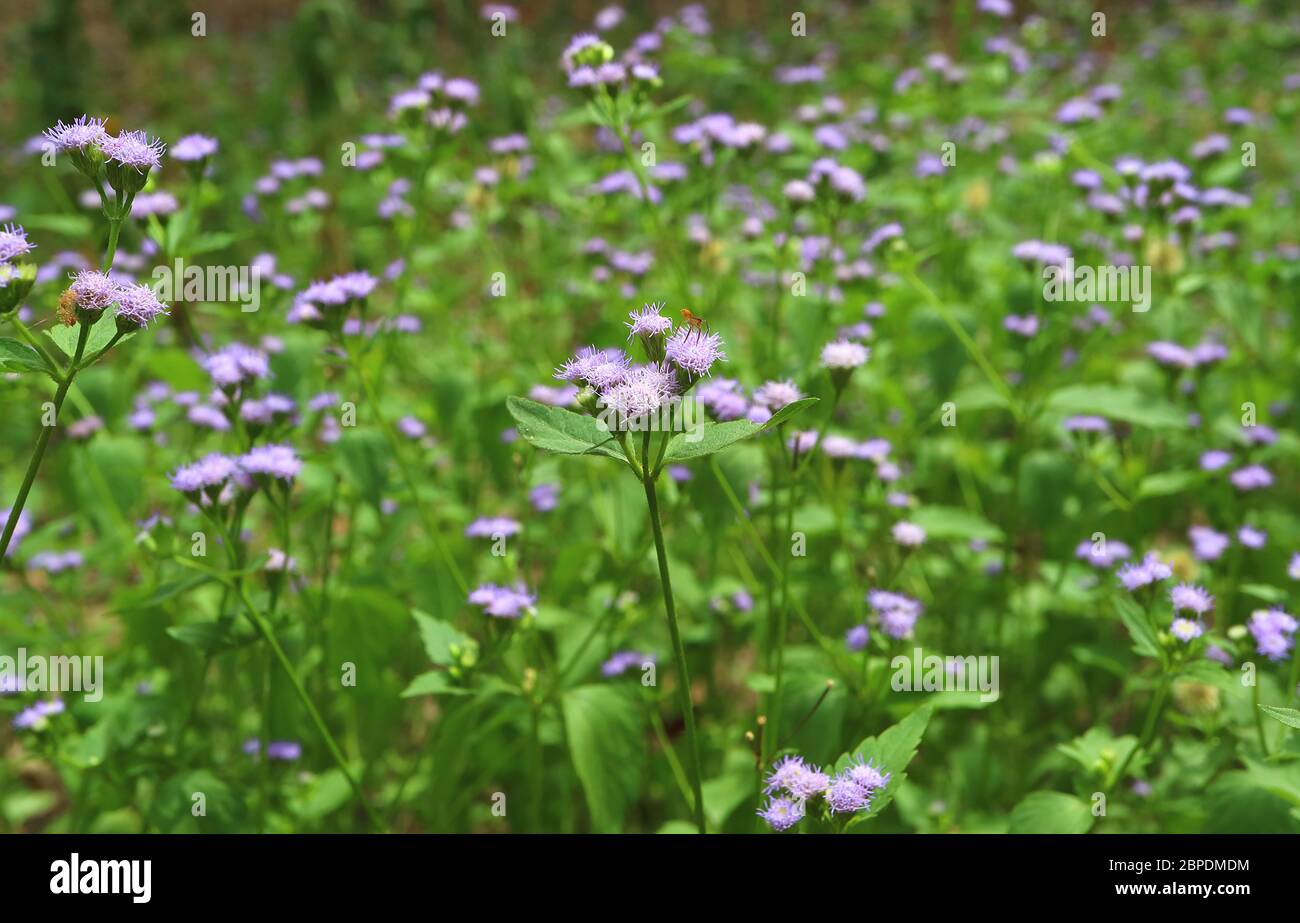 Pastellfarbenes Blumenfeld mit einem orangefarbenen Käfer auf einer blühenden Blume Stockfoto