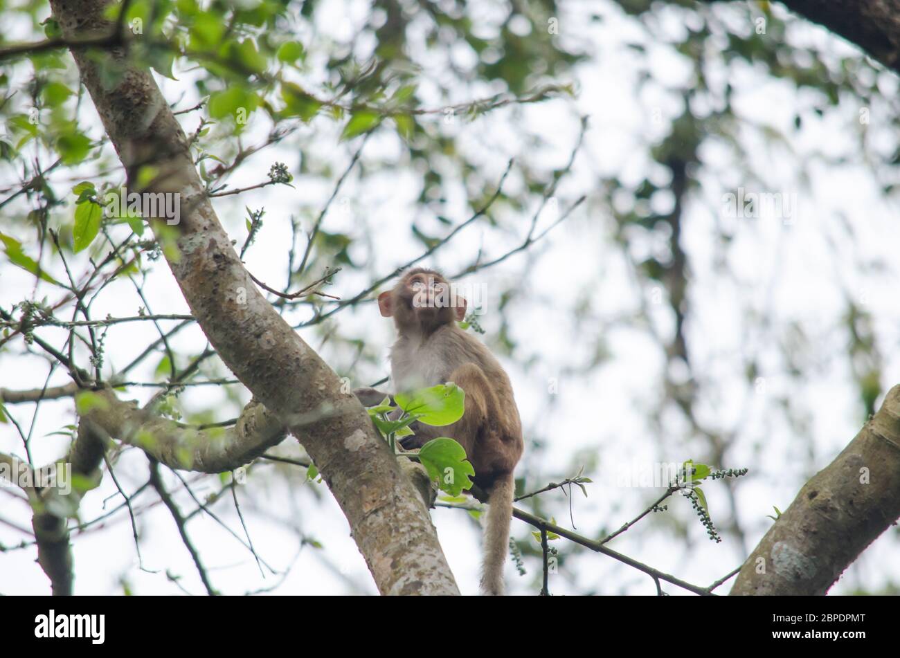 Affe ist Primaten in Mammalia, meist fangen sie Ast auf dem Baum in trockenen Laubwald Stockfoto