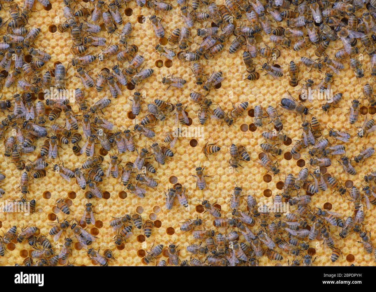 Briesen, Deutschland. Mai 2020. Bienen können auf einem Brutkamm gesehen werden. Der 20. Mai ist der Weltbienentag der Vereinten Nationen, daher unterstreicht die Weltgemeinschaft den dringenden Schutz der Bienen. Die Bedeutung der Bienen als Bestäuber für die Biodiversität und Ernährungssicherheit ist für die Menschheit von grundlegender Bedeutung. Eine Bienenkolonie besteht aus einer Königin, mehreren hundert Drohnen und 30,000 bis 60,000 Arbeiterbienen - im Sommer bis 120,000. Quelle: Patrick Pleul/dpa-Zentralbild/ZB/dpa/Alamy Live News Stockfoto