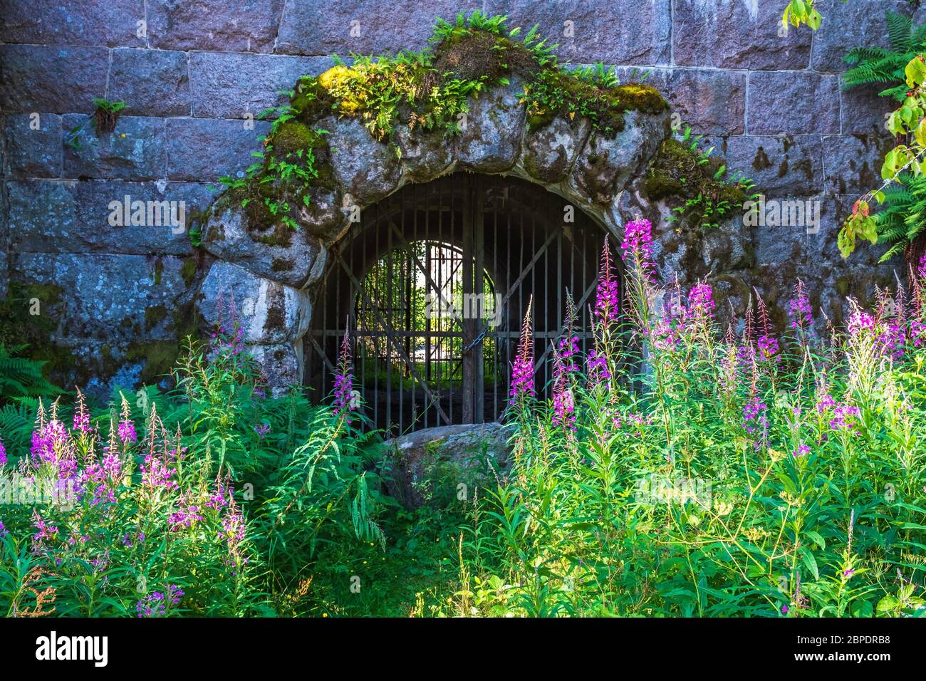 Blühende Feuerkraut Blumen an einem alten Eisentor bei einer Festung Stockfoto