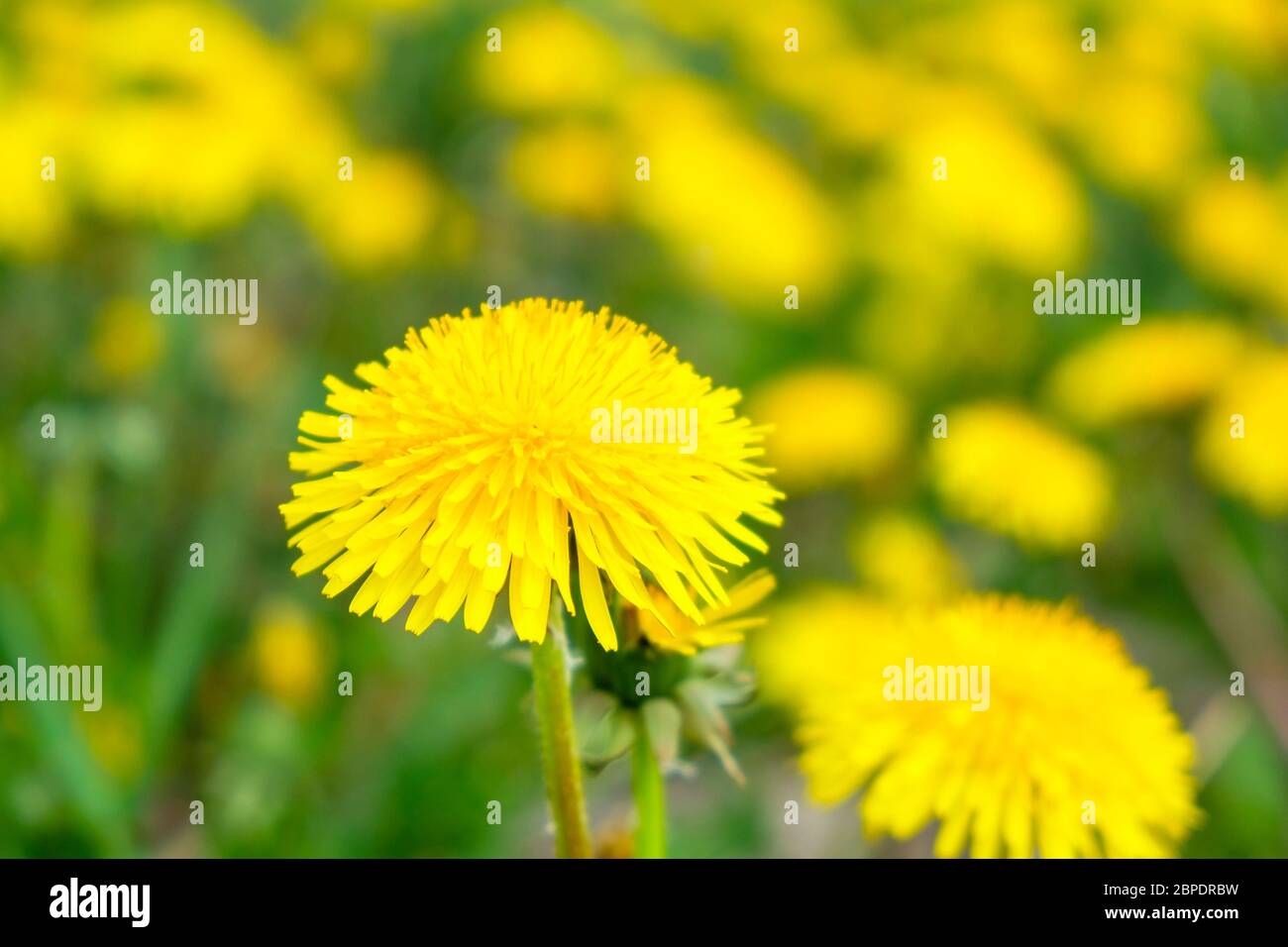Blühende Löwenzahn Blume auf einer Wiese Stockfoto