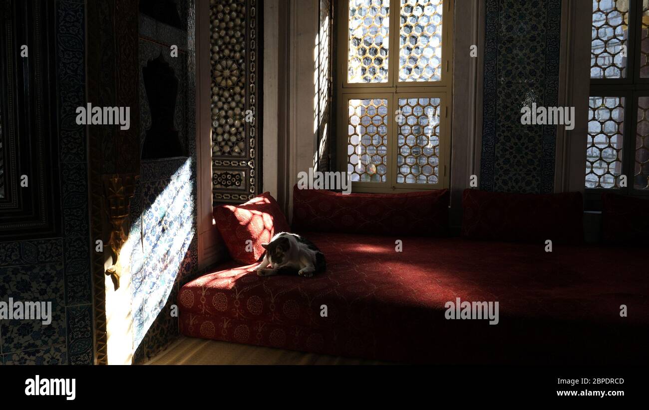 Katze auf der Couch im Mittleren Osten. Stockfoto