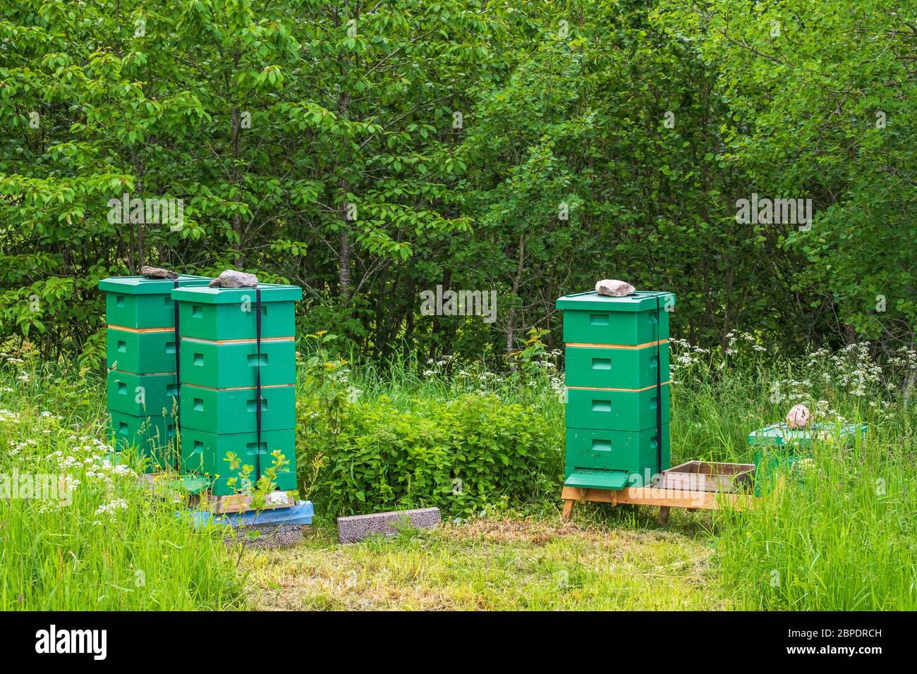 Bienenstöcke auf einer Wiese im Sommer Stockfoto