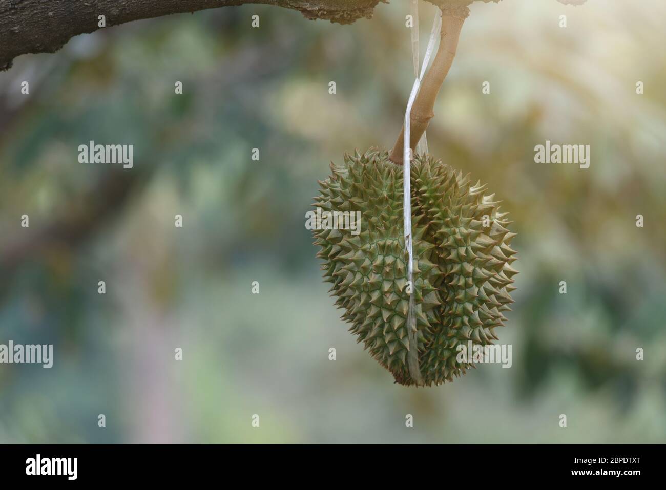 Durians auf dem Durian Baum in Durian Obstgarten . König der Früchte. Frische Durian hängen an dem Baum im Garten Obstgarten tropische Sommerobst warten auf Stockfoto