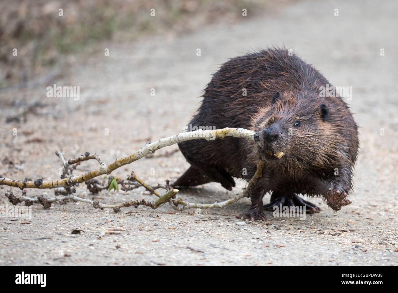 Biber, der Balsam-Pappel (Populus balsamifera) über den Parkweg trägt (Castor canadensis) Stockfoto