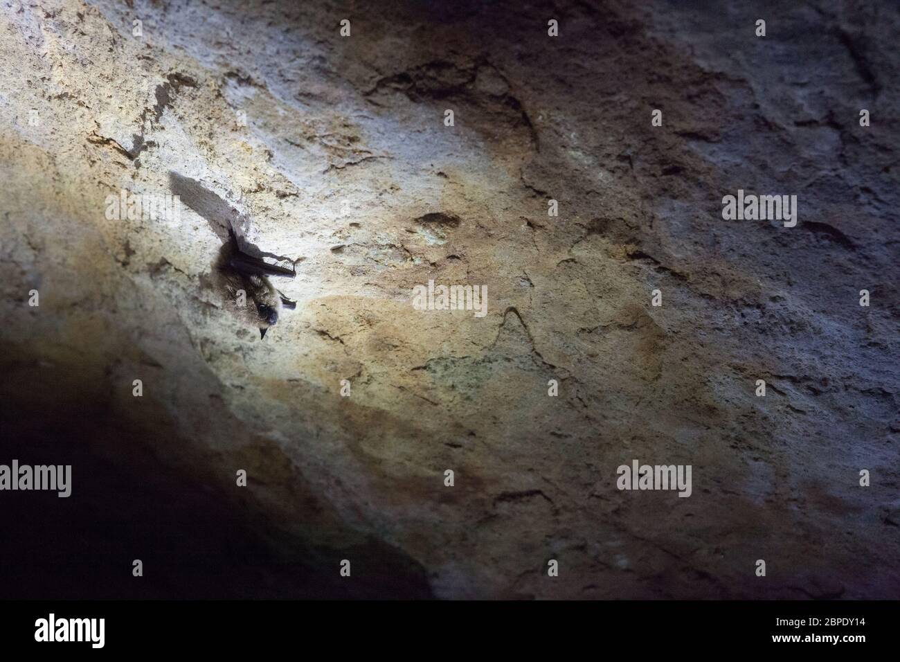 Eine winterliche östliche Kleinfußfledermaus (Myotis leibii) hängt an der Wand einer Höhle in der Nähe des Lake George im Bundesstaat NY, USA Stockfoto
