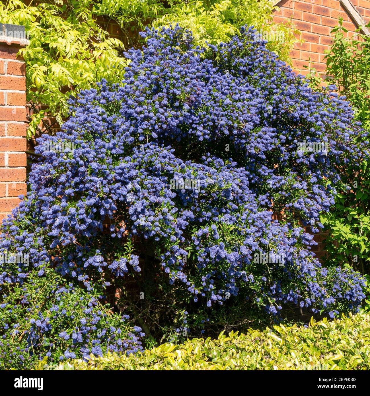 Ceanothus 'Puget Blue' Kalifornischer Fliederstrauch, bedeckt mit tiefblauen Blüten im Mai, Leicestershire, England, Großbritannien Stockfoto