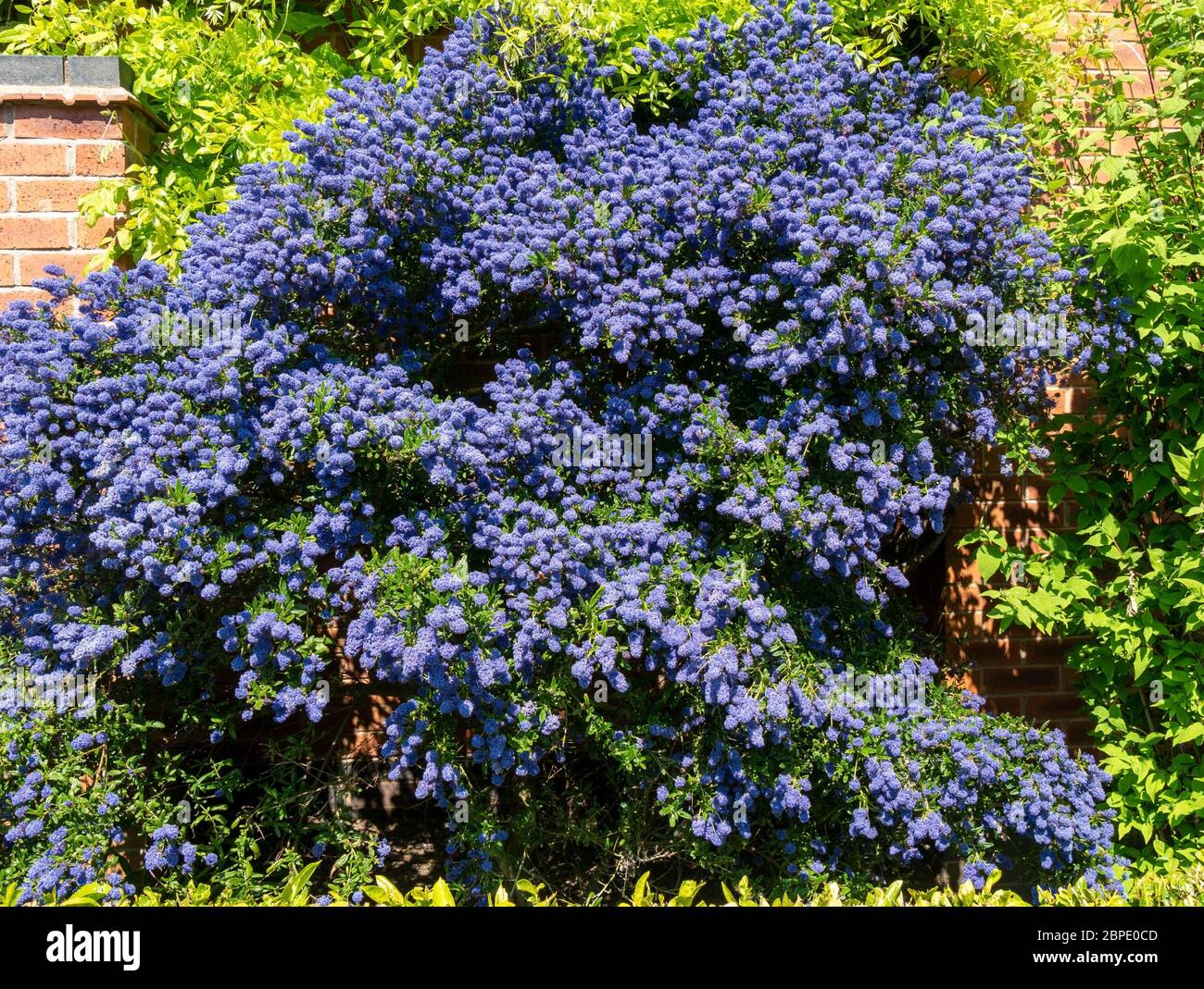 Ceanothus 'Puget Blue' Kalifornischer Fliederstrauch, bedeckt mit tiefblauen Blüten im Mai, Leicestershire, England, Großbritannien Stockfoto