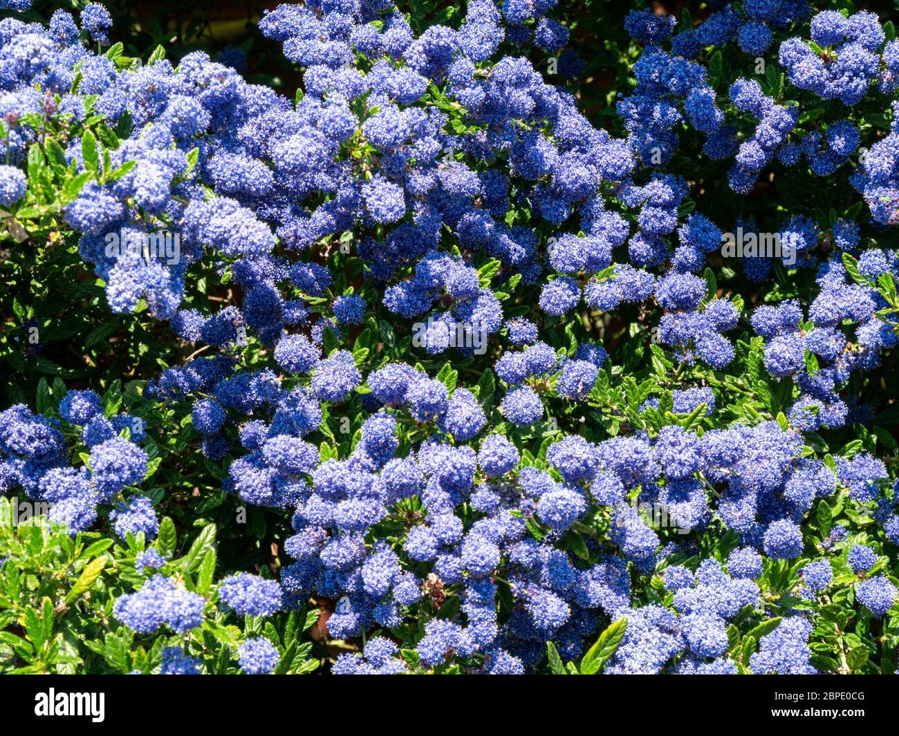 Ceanothus 'Puget Blue' Kalifornischer Fliederstrauch, bedeckt mit tiefblauen Blüten im Mai, Leicestershire, England, Großbritannien Stockfoto