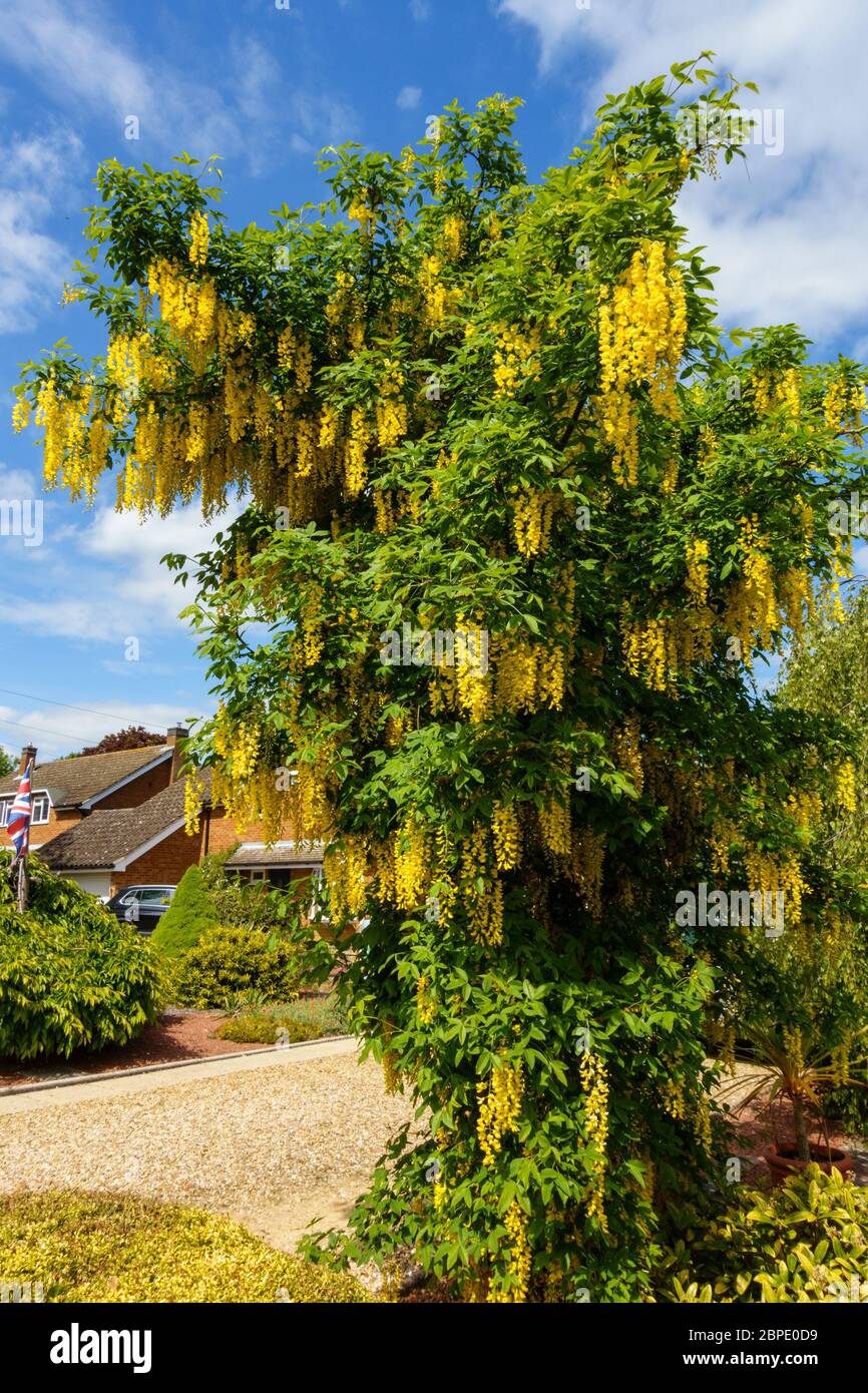 Hübscher Laburnum-Baum (Laburnum anagyroides) mit hängenden Trauben von gelben Blüten / Blüten in UK Garten im Frühjahr mit blauem Himmel oben, England, Großbritannien Stockfoto