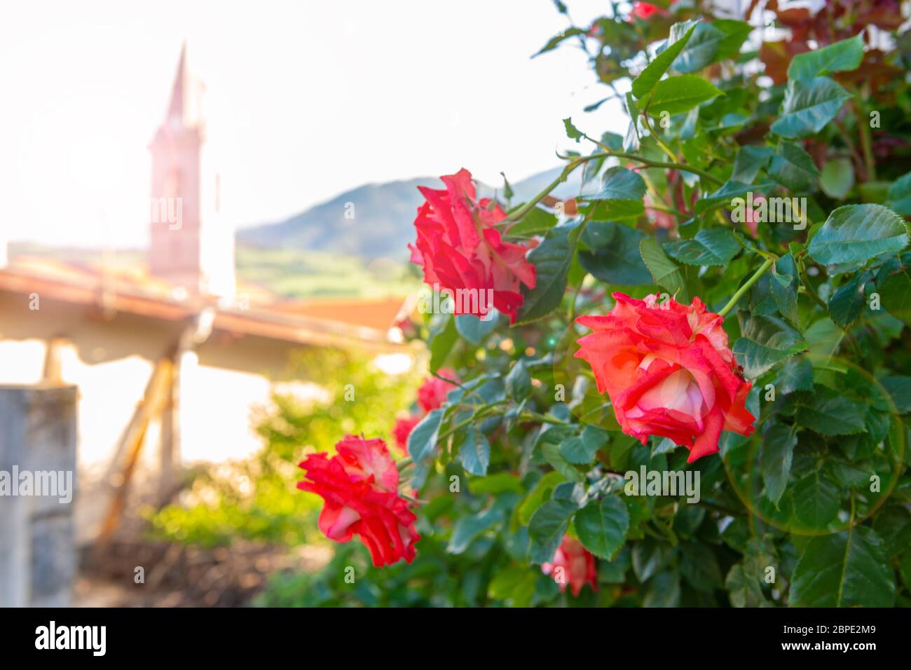 Rosen auf den Straßen der Provence. Sonnige Straßen der kleinen französischen Stadt. Selektiver Fokus auf Rosen, Streulicht. Stockfoto