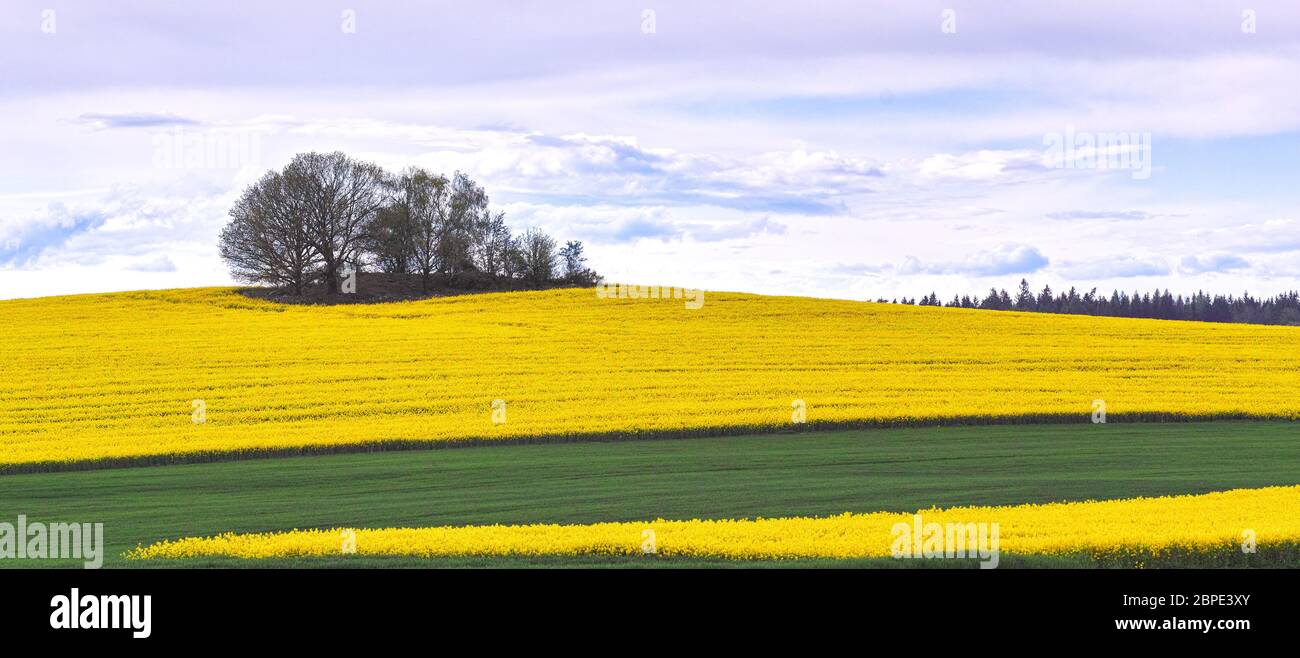 Raps Feld im Sommer mit blauem Himmel und Wolken Stockfoto