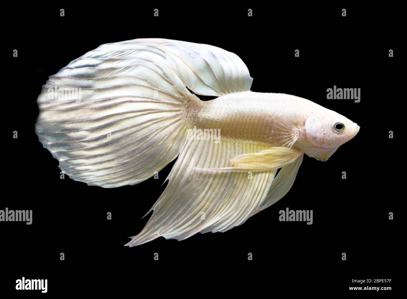 Betta Super Gold Veiltail VT Männlich oder Plakat Fighting Fish Splendens auf schwarzem Hintergrund. Stockfoto