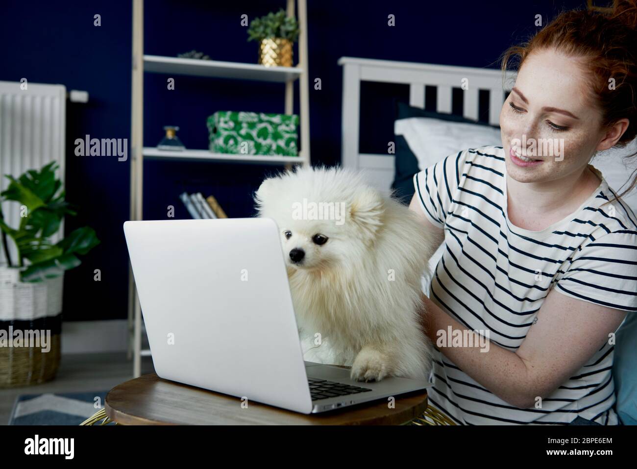 Haustier Hund als Helfer im Home Office Stockfoto