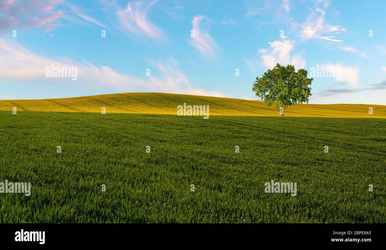 Einsamer, grüner Baum auf einem Frühlingsfeld Stockfoto