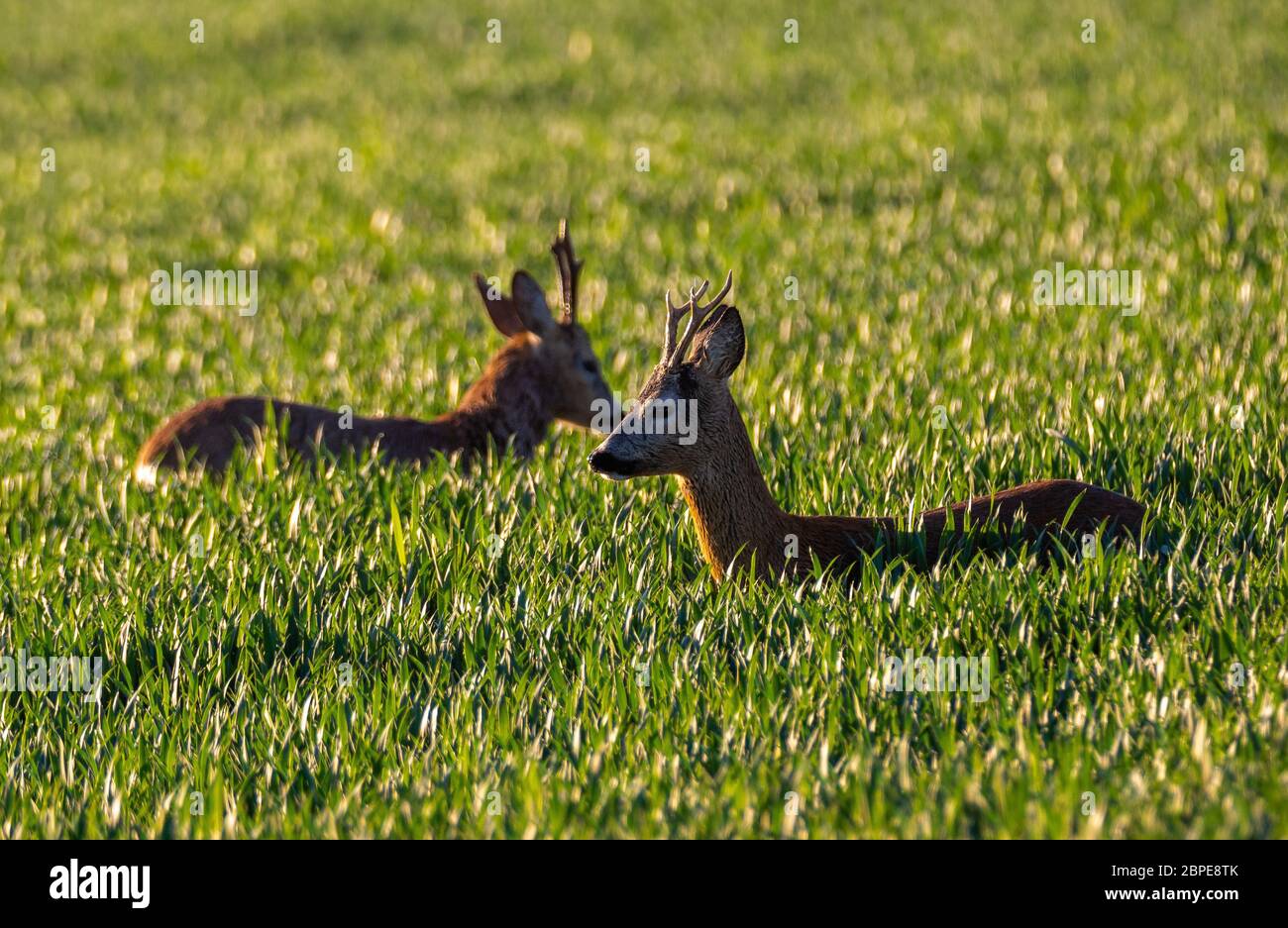 Männliche Rehe, die in einer jungen Ernte Futter Stockfoto