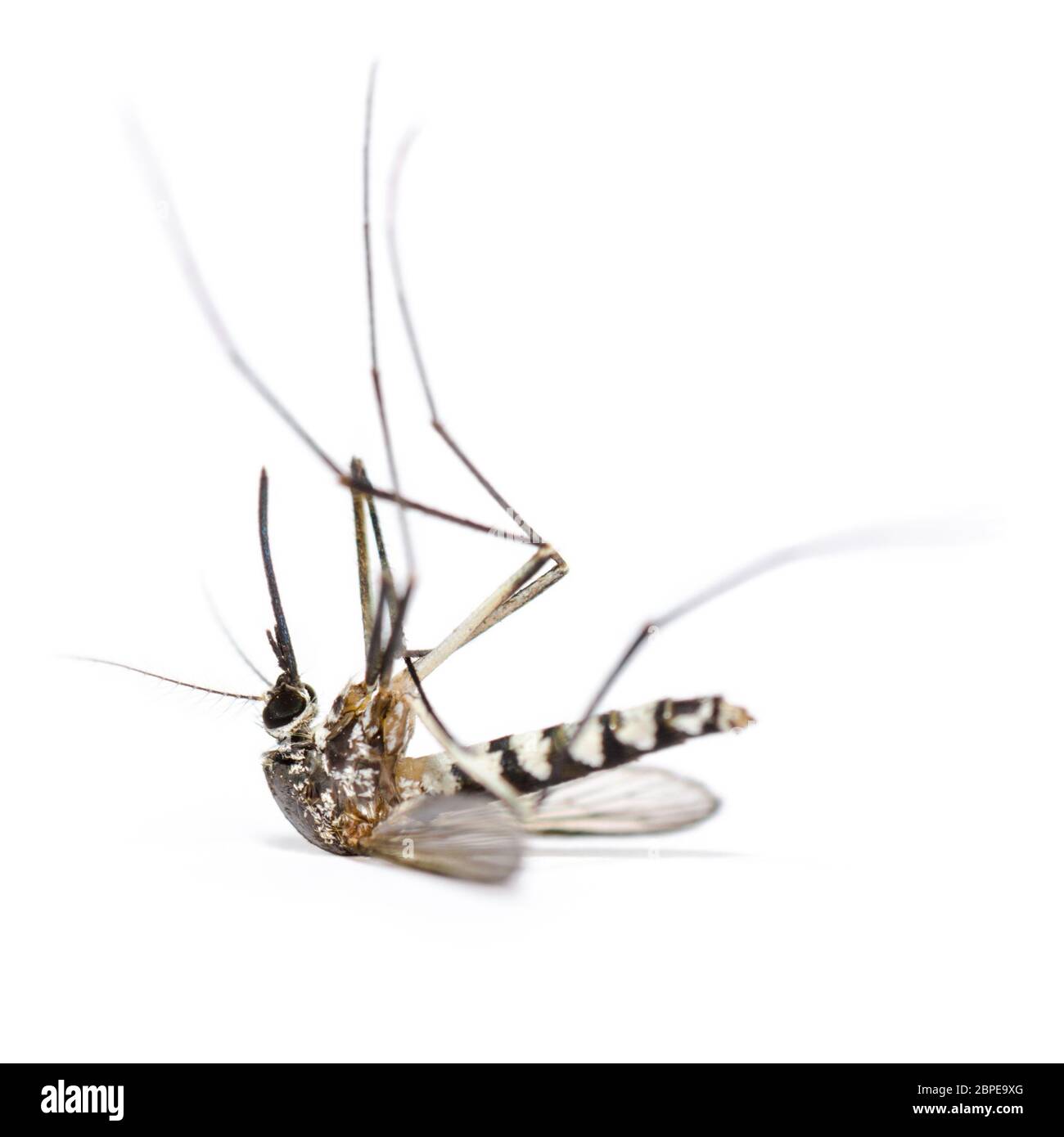 Nahaufnahme Aedes albopictus tot (Stegomyia albopicta), auch bekannt als (asiatische) Tigermücke oder Waldmücke auf weißem Hintergrund isoliert Stockfoto