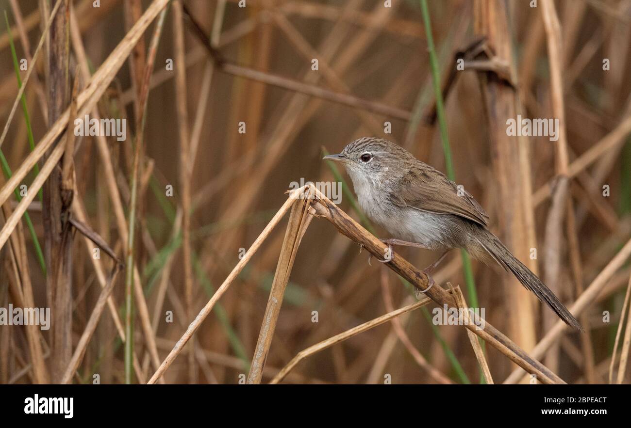 Sumpfgras Schwätzer oder sumpfgras prinia, Prinia cinerascens. SELTENER Vogel in freier Wildbahn zu sehen und zu fotografieren. Dibru Saikhowa Nationalpark, Tinsukia Bezirk Stockfoto Sumpfgras Schwätzer oder sumpfgras prinia, Prinia cinerascens. SELTENER Vogel in freier Wildbahn zu sehen und zu fotografieren. Dibru Saikhowa Nationalpark, Tinsukia Bezirk Stockfoto