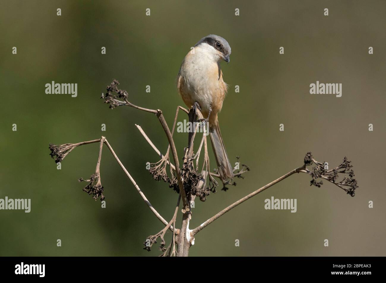 Graurückenwürger, Lanius tefronotus, Waong Arunachal Pradesh, Indien Stockfoto