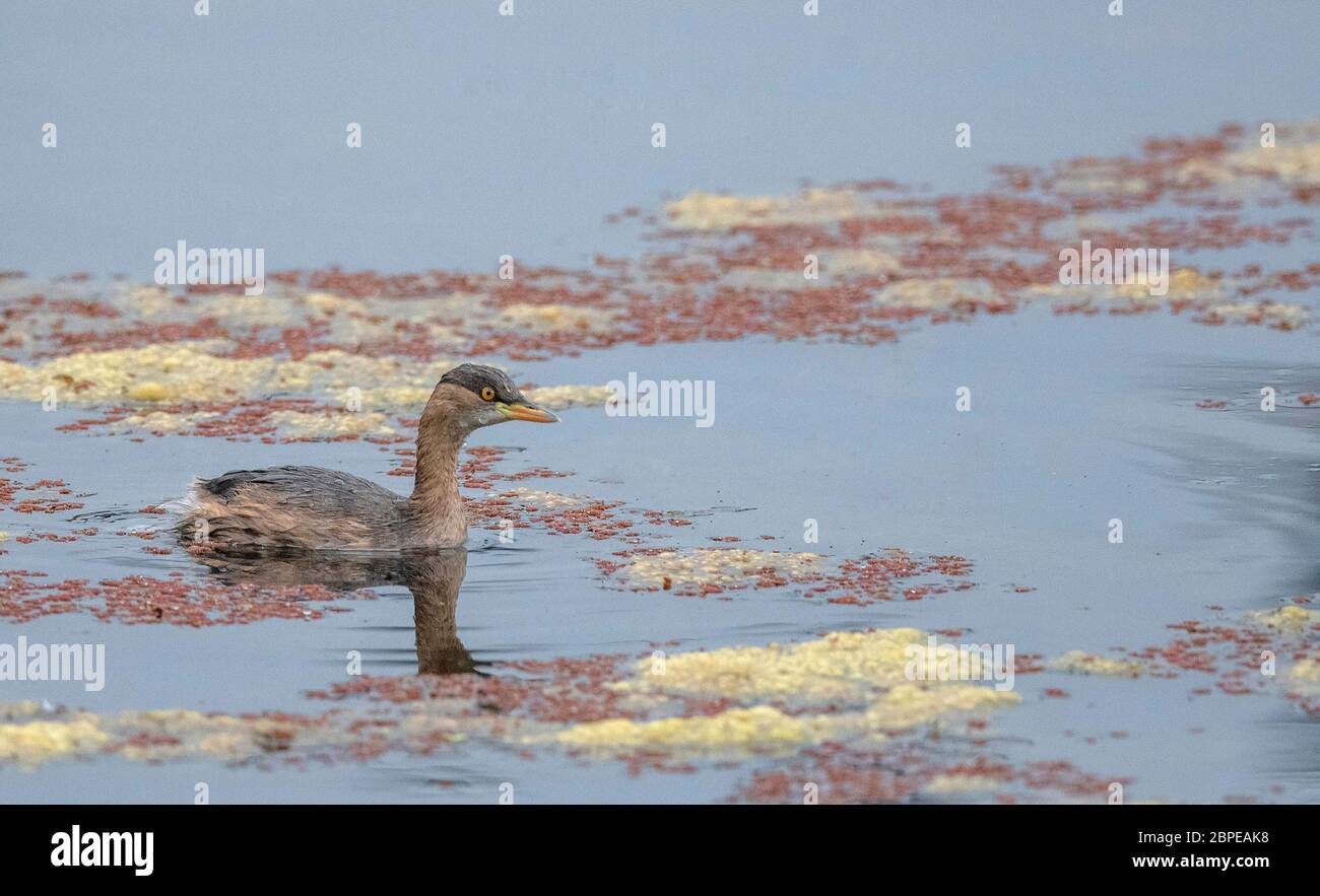 Kleiner Zwergtaucher, Tachybaptus ruficollis, Maguri Beel, südöstlich von Dibru Saikhowa Nationalpark, Tinsukia Bezirk, Upper Assam, Indien Stockfoto