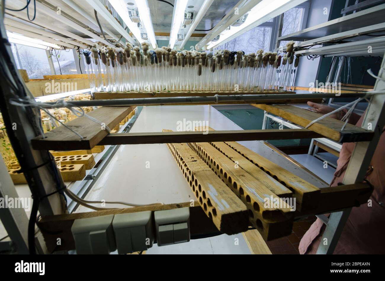 Labor mit Reagenzgläsern. Zucht und Genetik. Wissenschaftliche Entdeckung Stockfoto