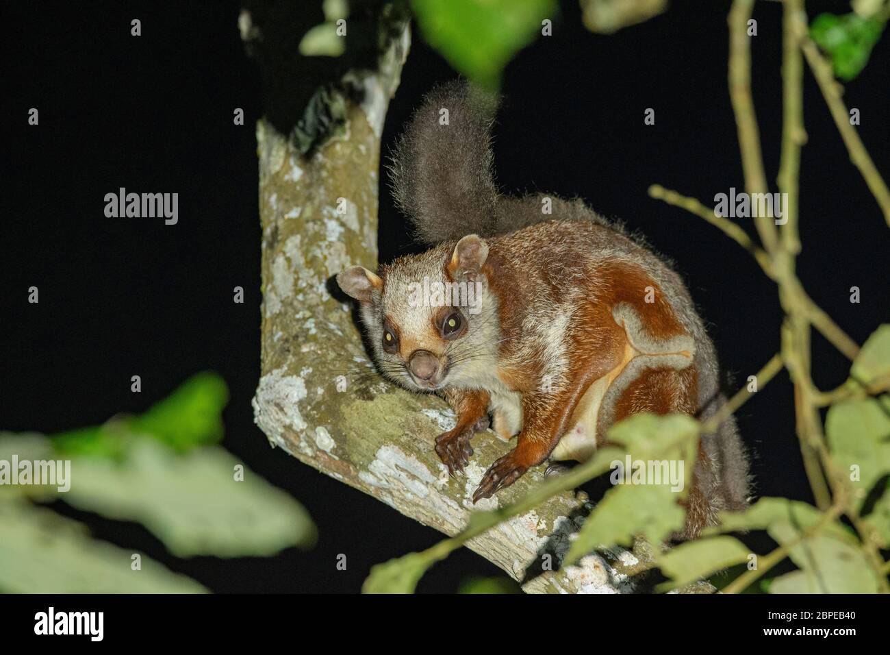 Rotes Riesenhörnchen, Petaurista petaurista, Dehing Patkai Wild Life Sanctuary, Assam, Indien Stockfoto