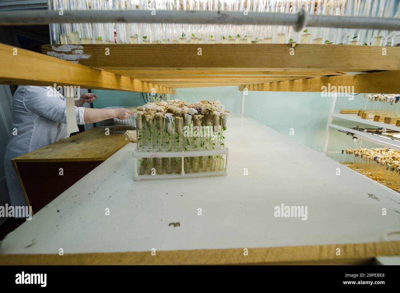 Labor mit Reagenzgläsern. Zucht und Genetik. Wissenschaftliche Entdeckung Stockfoto