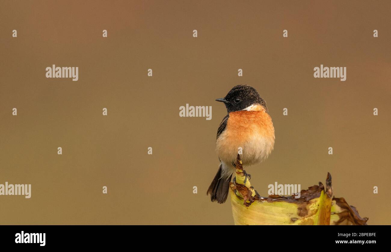 Sibirischer Steinmetz, Saxicola maurus, Männlich, Maguri Beel, Tinsukia District, Upper Assam, Indien Stockfoto