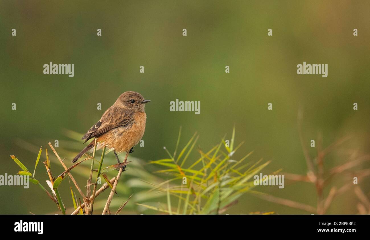 Sibirischer Steinmetz, Saxicola maurus, Weibliche, Maguri Beel, Tinsukia District, Upper Assam, Indien Stockfoto