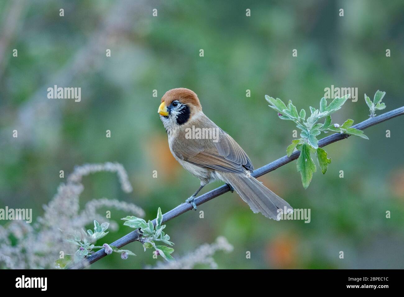 Papageienvogel, Paradoxornis guttaticollis, Walong, Arunachal Pradesh, Indien Stockfoto