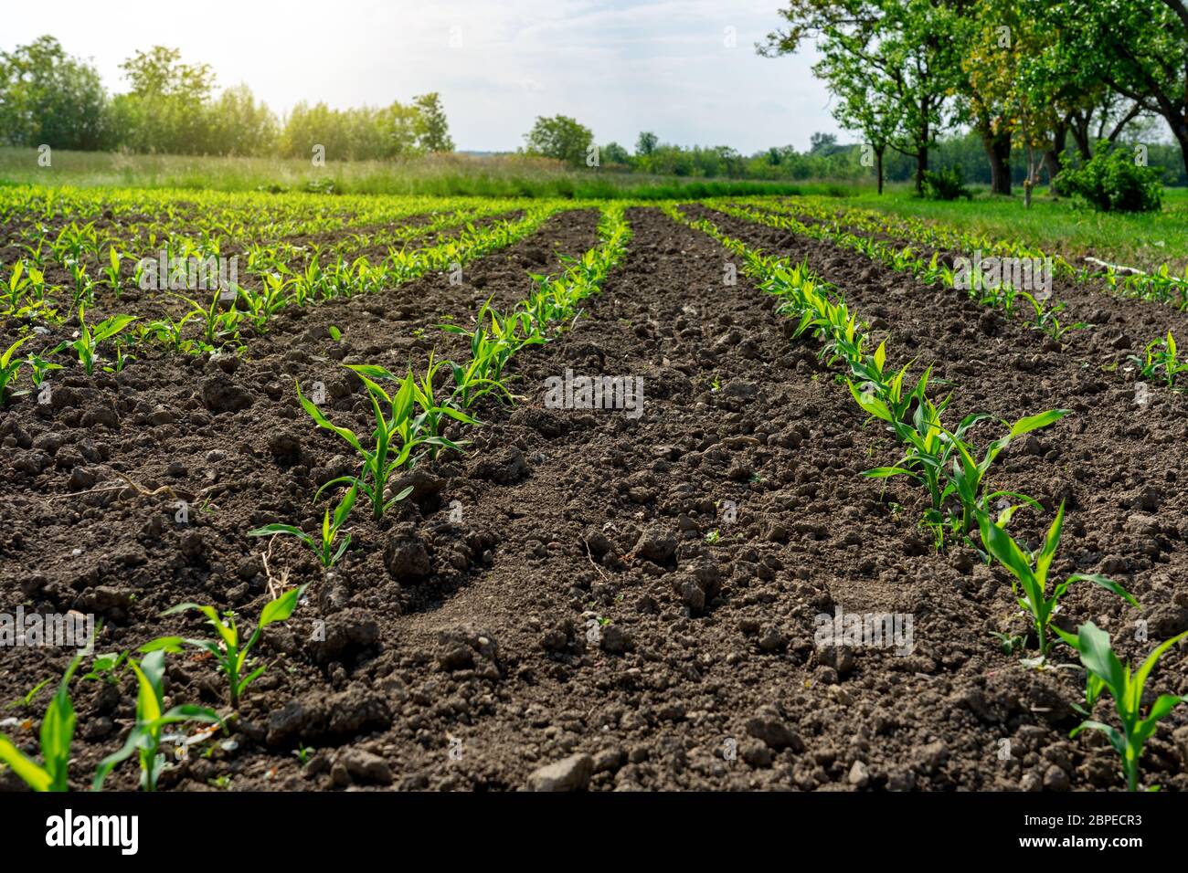 Kleine Maispflanzenfelder Reihen sich neben einer Wiese in der Sonne Stockfoto