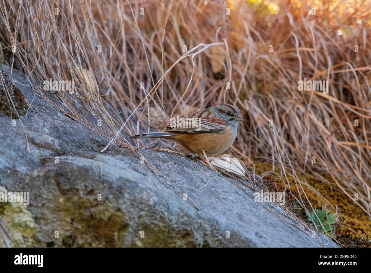 Godlewski's Bunting, Emberiza godlewski, Wolong, Arunachal Pradesh, Indien Stockfoto