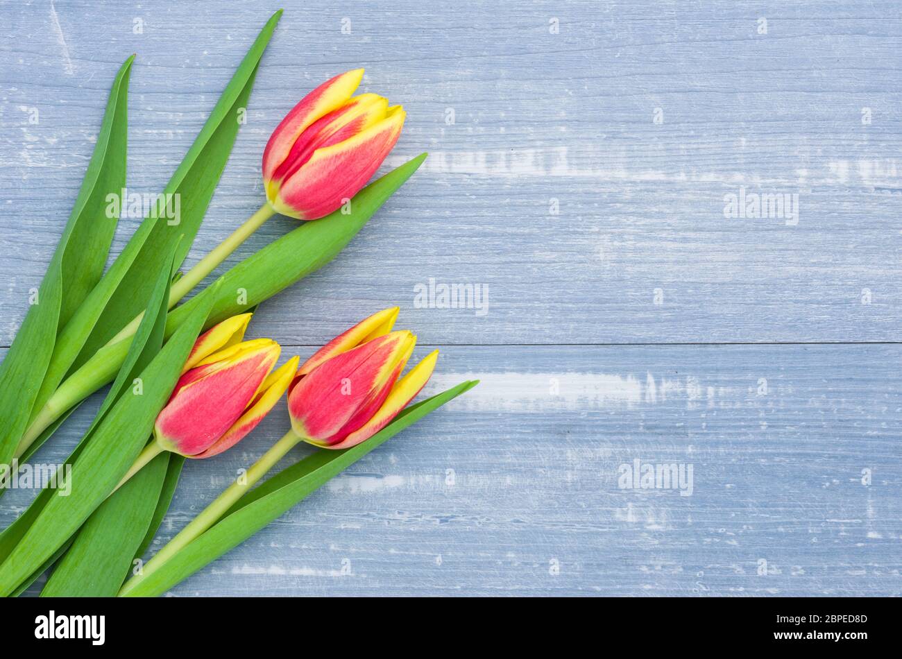 Rot-gelbe Tulpen in blauem Holzhintergrund Stockfoto