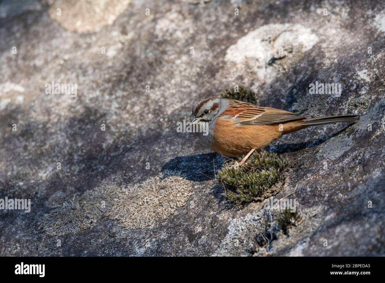 Godlewski's Bunting, Emberiza godlewski, Wolong, Arunachal Pradesh, Indien Stockfoto