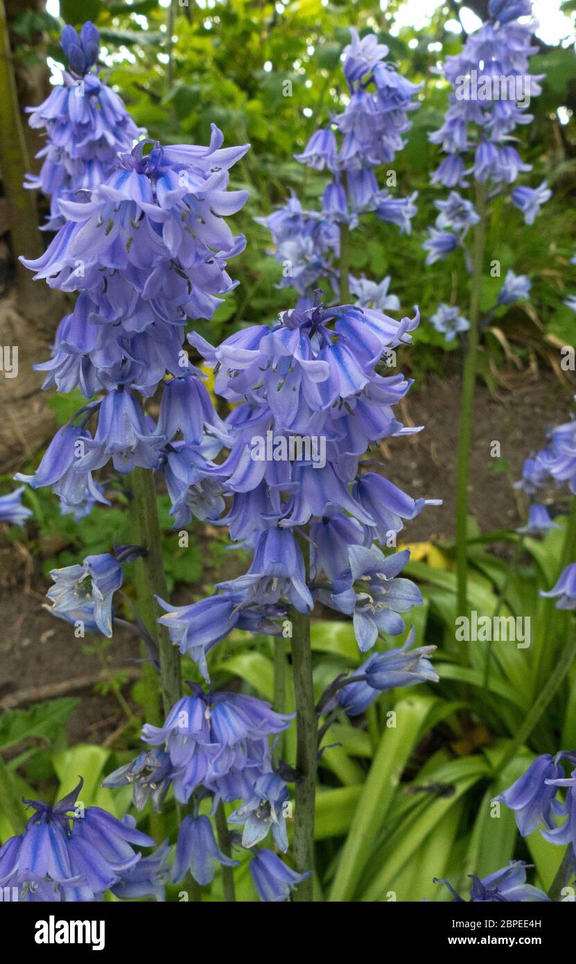 Der Teppich von Bluebells muss blühen und bestäuben, während ausreichend Licht den Waldboden erreicht, bevor das Baldachin von Blatt die Sonne reduziert Stockfoto